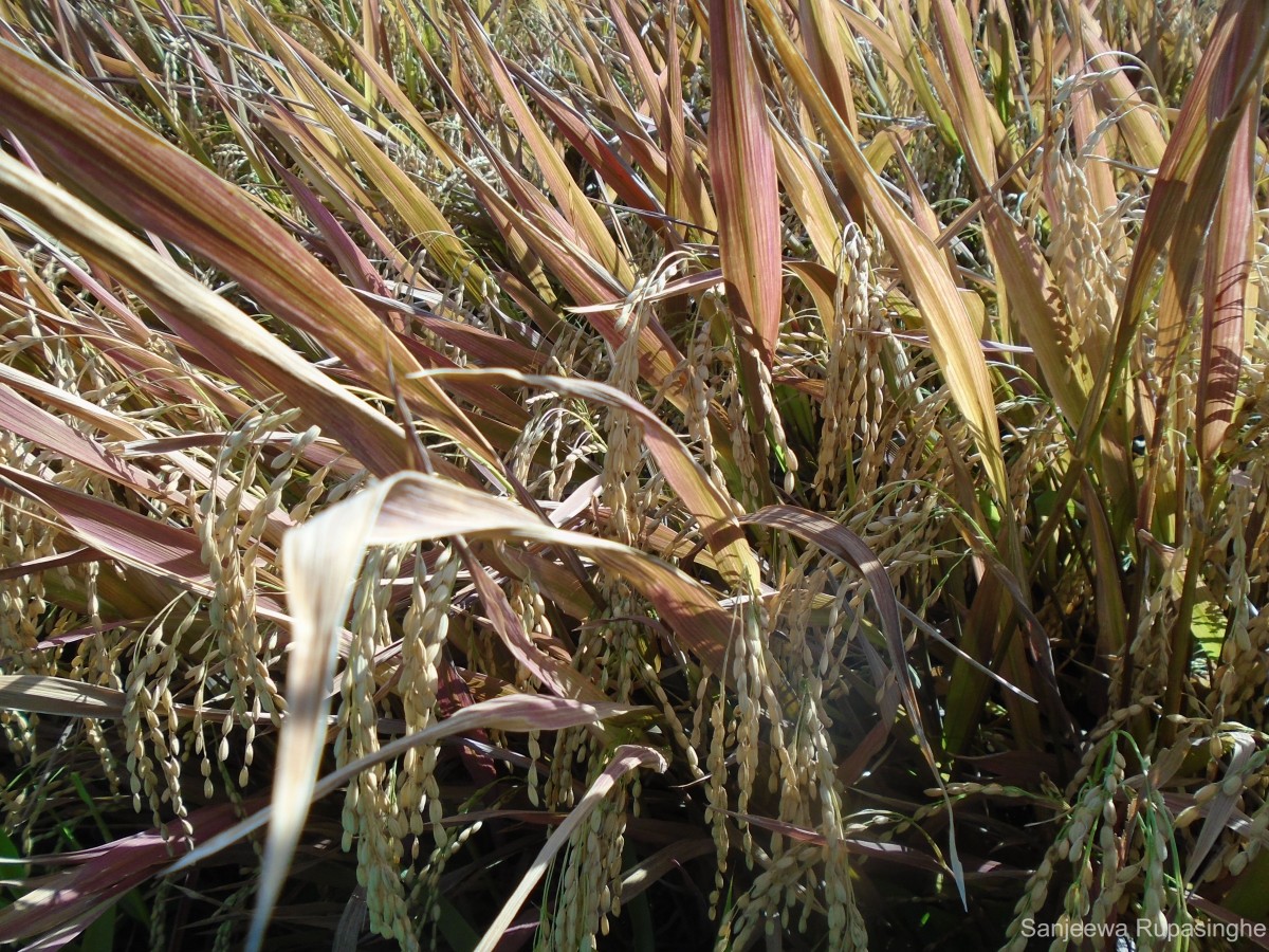 Oryza sativa L.